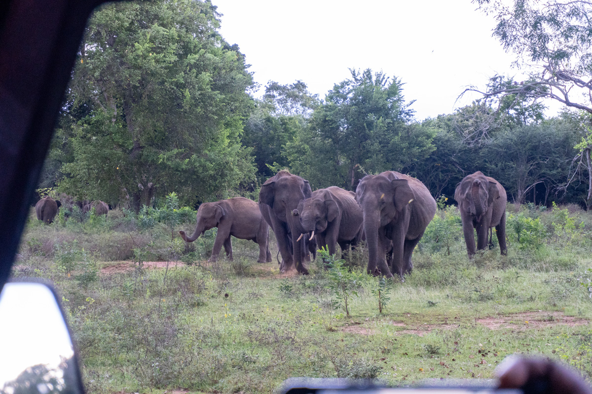 Lunugamvehera NP