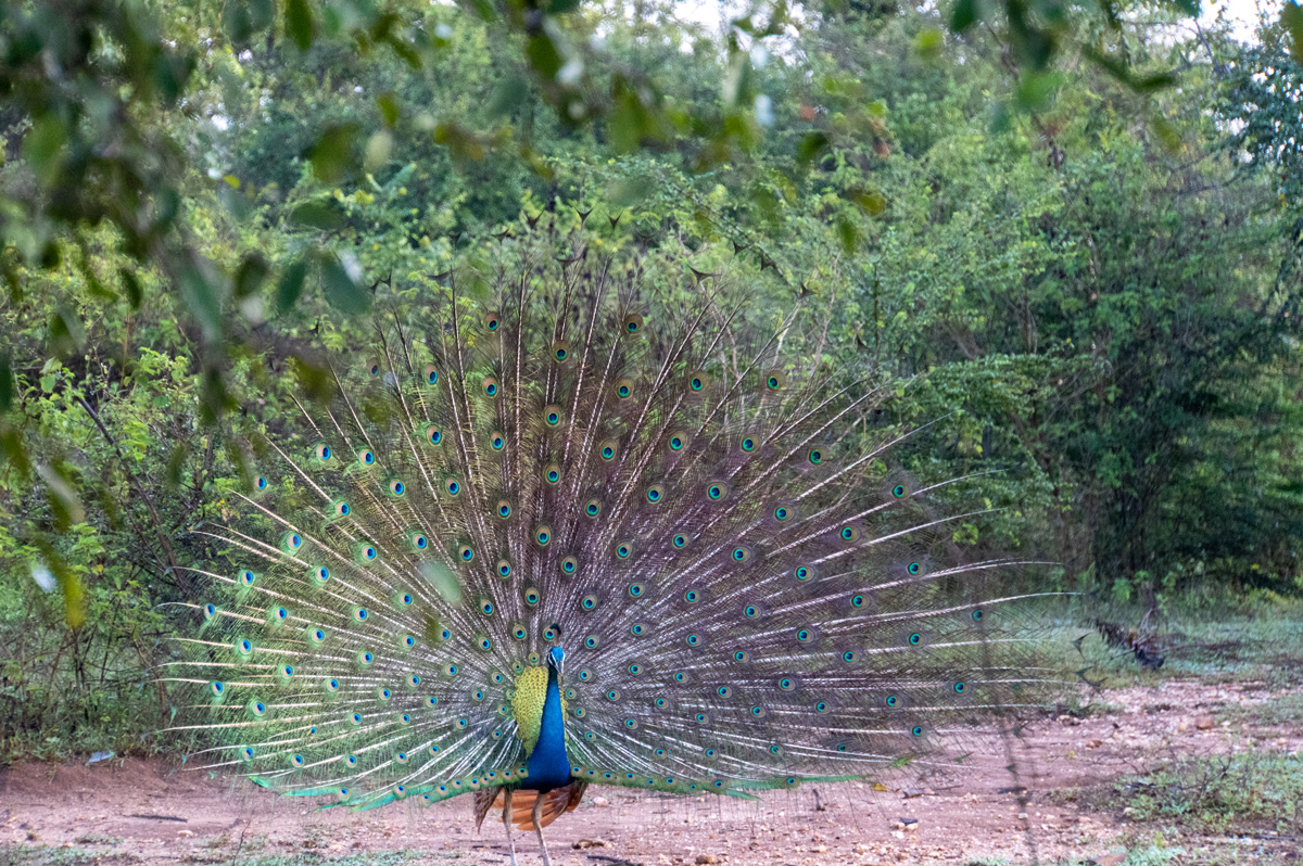 Udawalawe NP: Peacocks and others