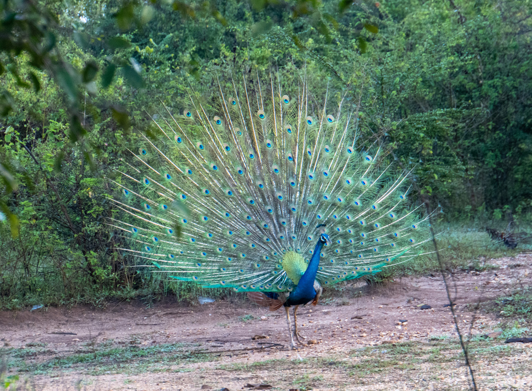 Udawalawe NP: Peacocks and others