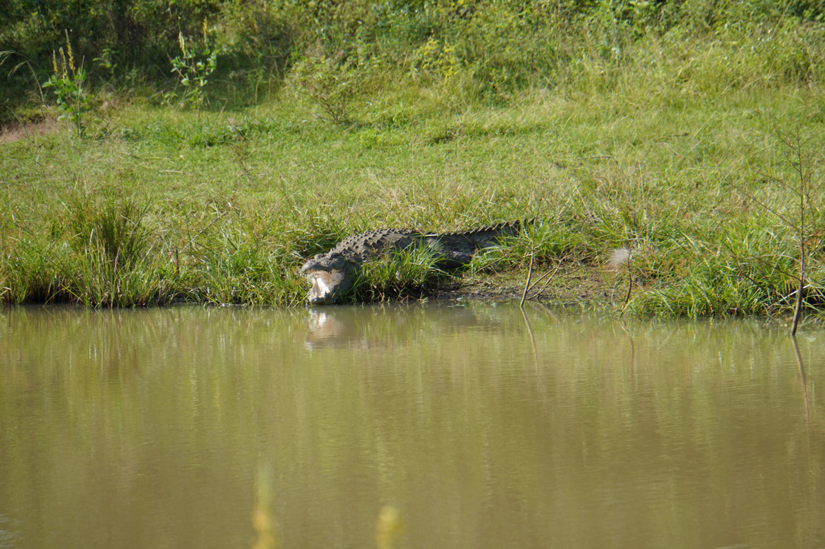 Udawalawe NP: Peacocks and others, A crocodile, with mouth open to cool himself