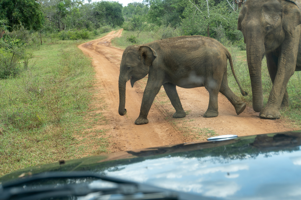 Udawalawe NP: Elephants