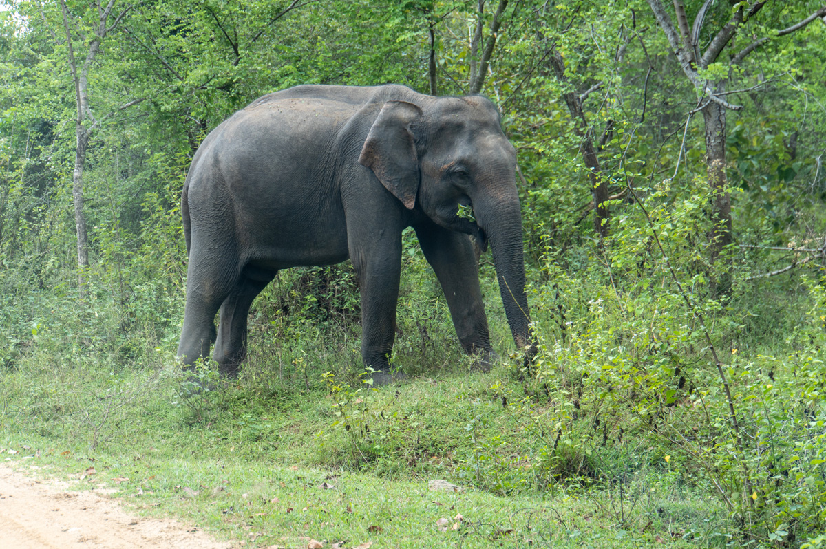 Udawalawe NP: Elephants