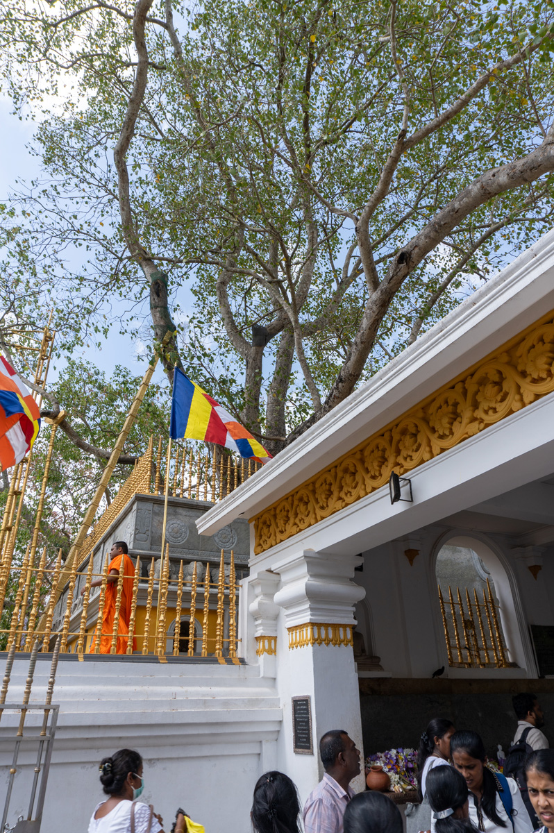 Anuradhapura, Ancient Boshi Tree shrine