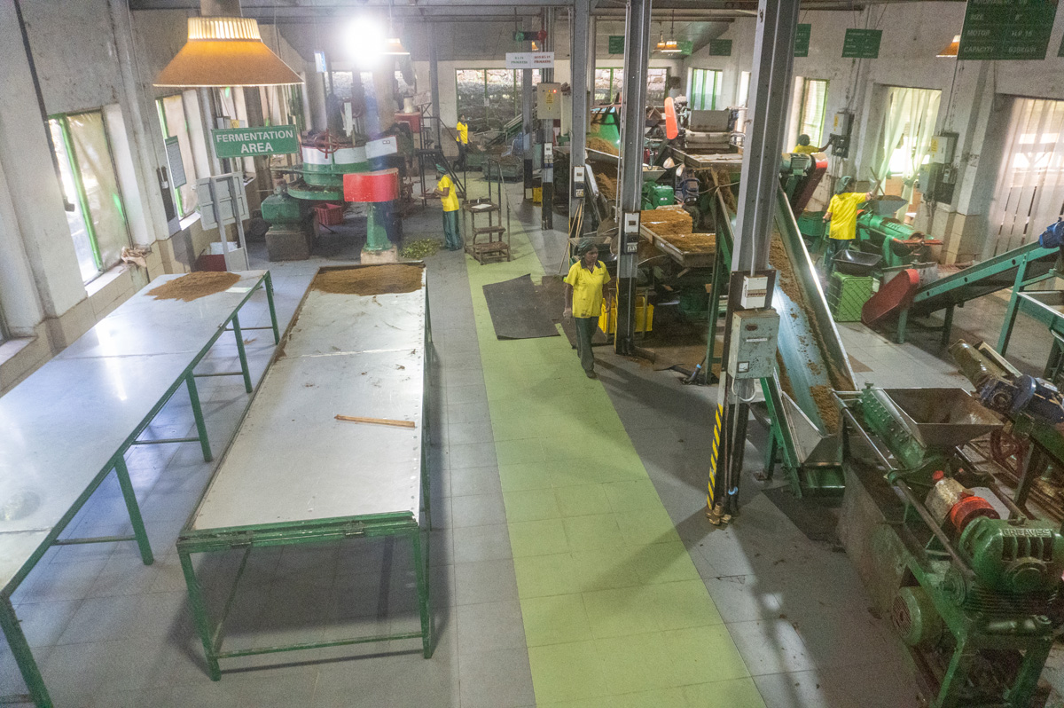 Damro Company at Labookellie: Tea Factory & Tea Safari, Tea Factory