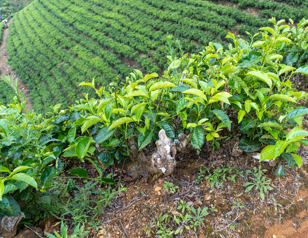Damro Company at Labookellie: Tea Factory & Tea Safari, Tea Plants