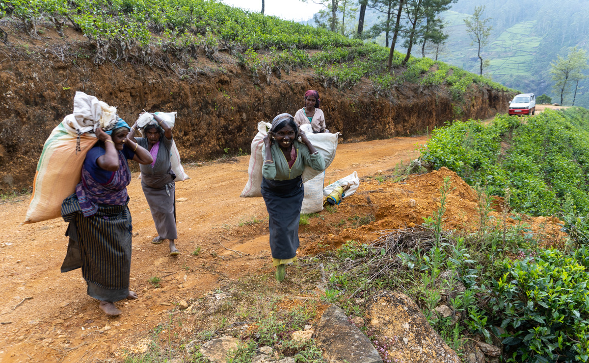 Damro Company at Labookellie: Tea Factory & Tea Safari, Tea Ladies
