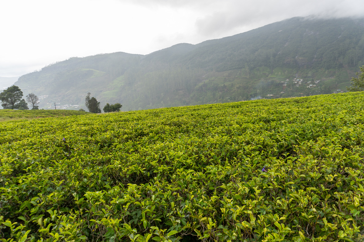 Damro Company at Labookellie: Tea Factory & Tea Safari