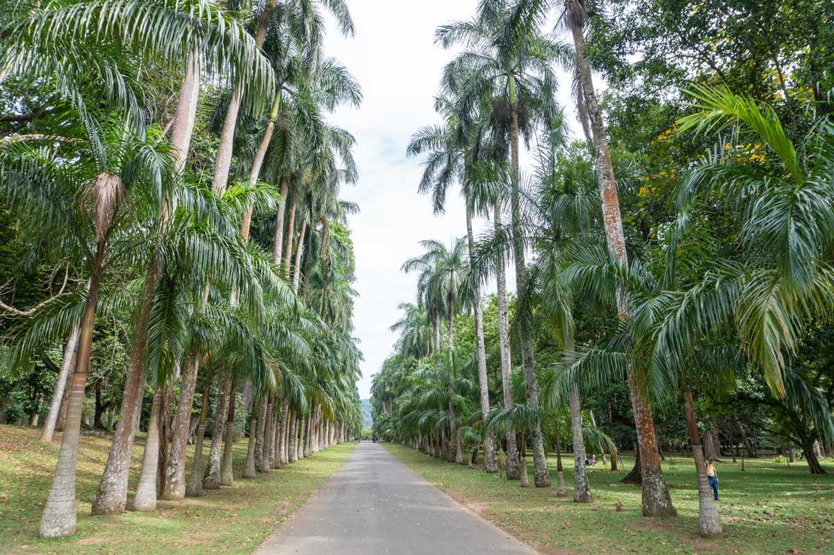 Kandy Botanic Gardens, Botanic Garden: Royal Palm Avenue