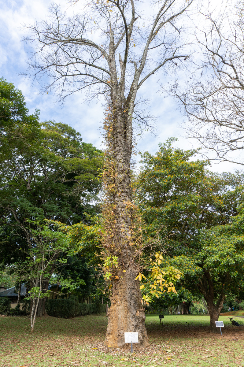 Kandy Botanic Gardens, Cannonball Tree "Planted by King George & Queen Mary (1901)"