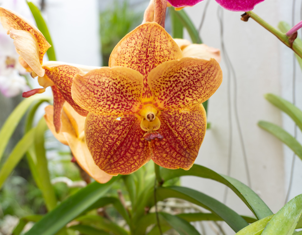 Kandy Botanic Gardens
