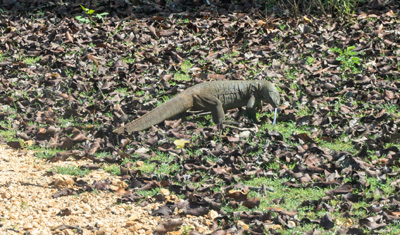 Largish monitor lizard, Lunugamvehera NP, 2023 Sri Lanka++