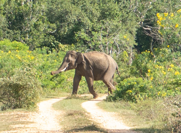 Distant young Tusker, Lunugamvehera NP, 2023 Sri Lanka++