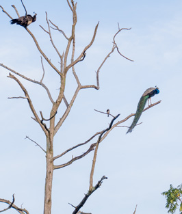 A peacock sitting in a tree, Udawalawe NP: Peacocks and others, 2023 Sri Lanka++