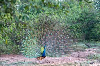 Udawalawe NP: Peacocks and others, 2023 Sri Lanka++