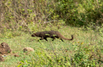A blurry mongoose, Udawalawe NP: Peacocks and others, 2023 Sri Lanka++