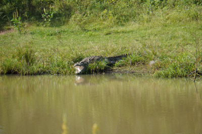A crocodile, with mouth open to cool himself, Udawalawe NP: Peacocks and others, 2023 Sri Lanka++