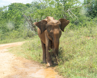 A wet elephant After sparing himself from a puddle, Udawalawe NP: Elephants, 2023 Sri Lanka++