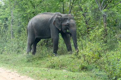 Udawalawe NP: Elephants, 2023 Sri Lanka++