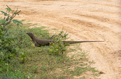 Beautiful Monitor Lizard, Udawalawe NP: Peacocks and others, 2023 Sri Lanka++