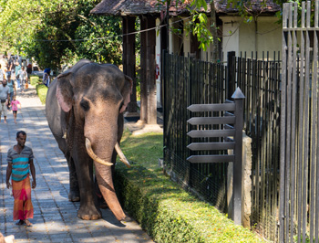 Another elephant, near ToT, Temple of the Tooth, 2023 Sri Lanka++