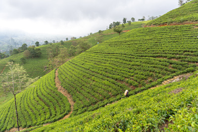 Damro Company at Labookellie: Tea Factory & Tea Safari, 2023 Sri Lanka++