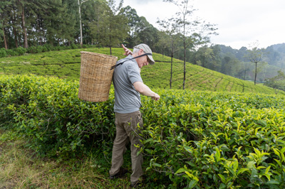 Graham picking tea, Damro Company at Labookellie: Tea Factory & Tea Safari, 2023 Sri Lanka++