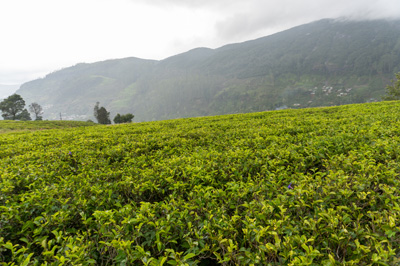 Damro Company at Labookellie: Tea Factory & Tea Safari, 2023 Sri Lanka++