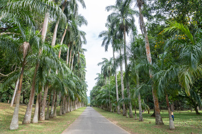 Botanic Garden: Royal Palm Avenue, Kandy Botanic Gardens, 2023 Sri Lanka++