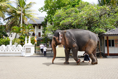 Elephant passing ToT entrance, Temple of the Tooth, 2023 Sri Lanka++
