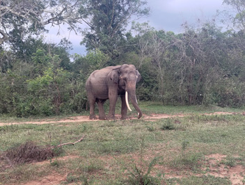 After exiting the park, a big Tusker Just inside the park fence, Udawalawe NP: Elephants, 2023 Sri Lanka++