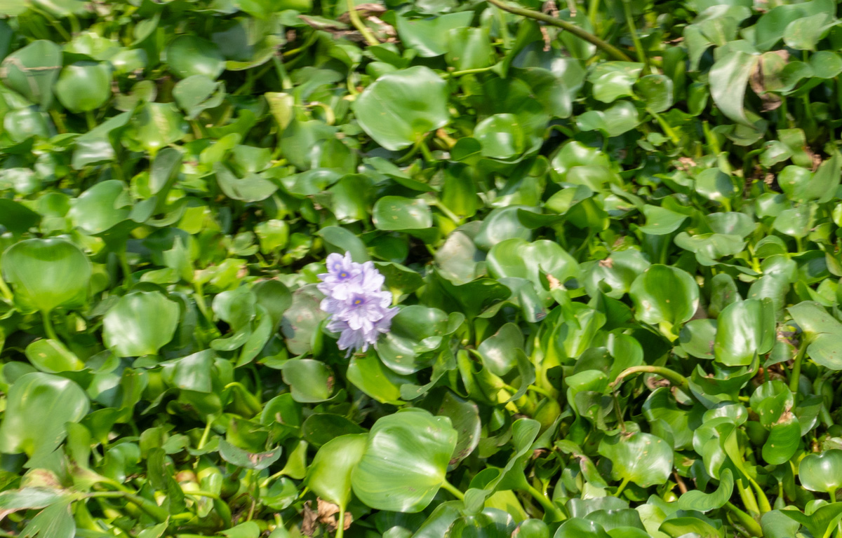 Sonārgaon Tour, Water hyacinth flower