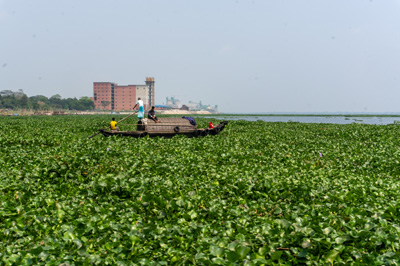 Meghna River, water hyacinths, Sonārgaon Tour, Bangladesh - March 2024