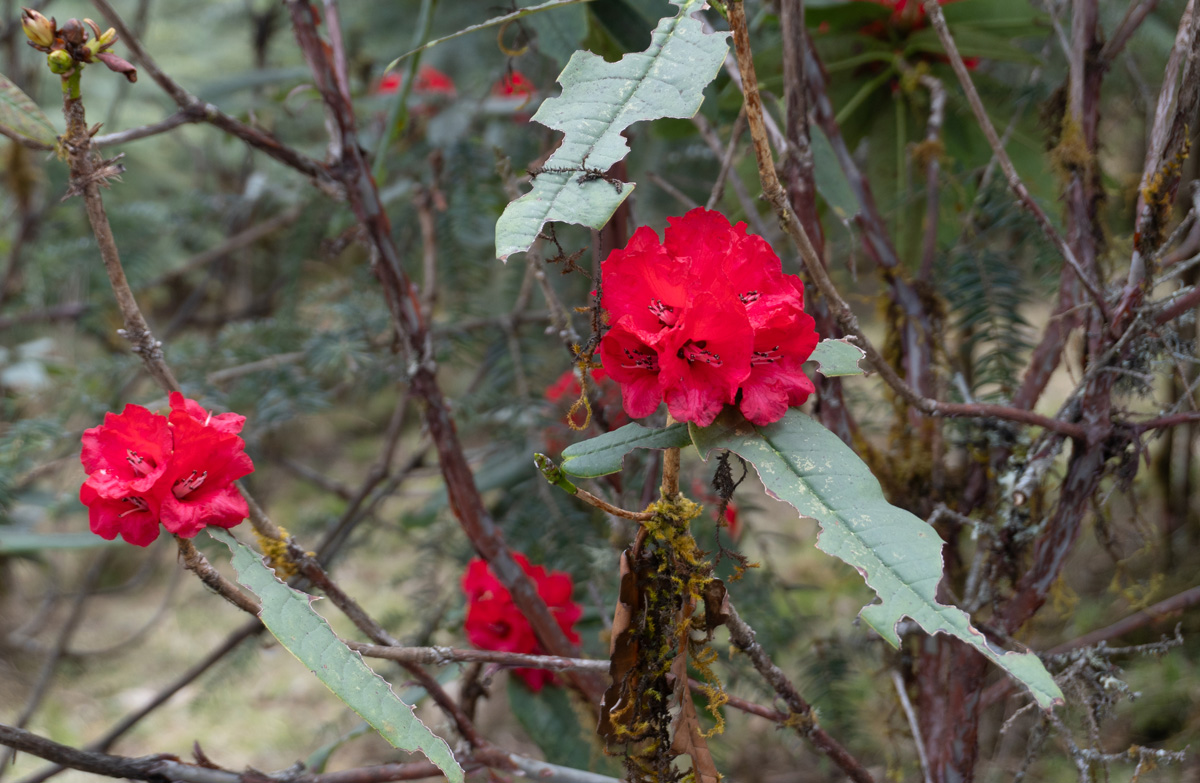 Dochula Pass, Rhododendron flowers