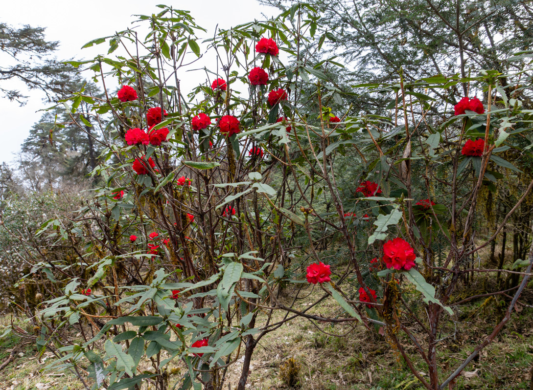 Dochula Pass, Rhododendrons