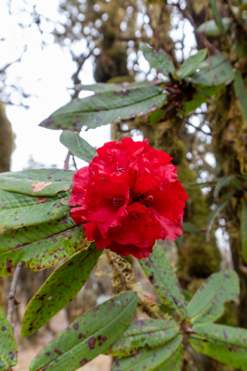 Lungchutse Goemba Hike, Rhododendron