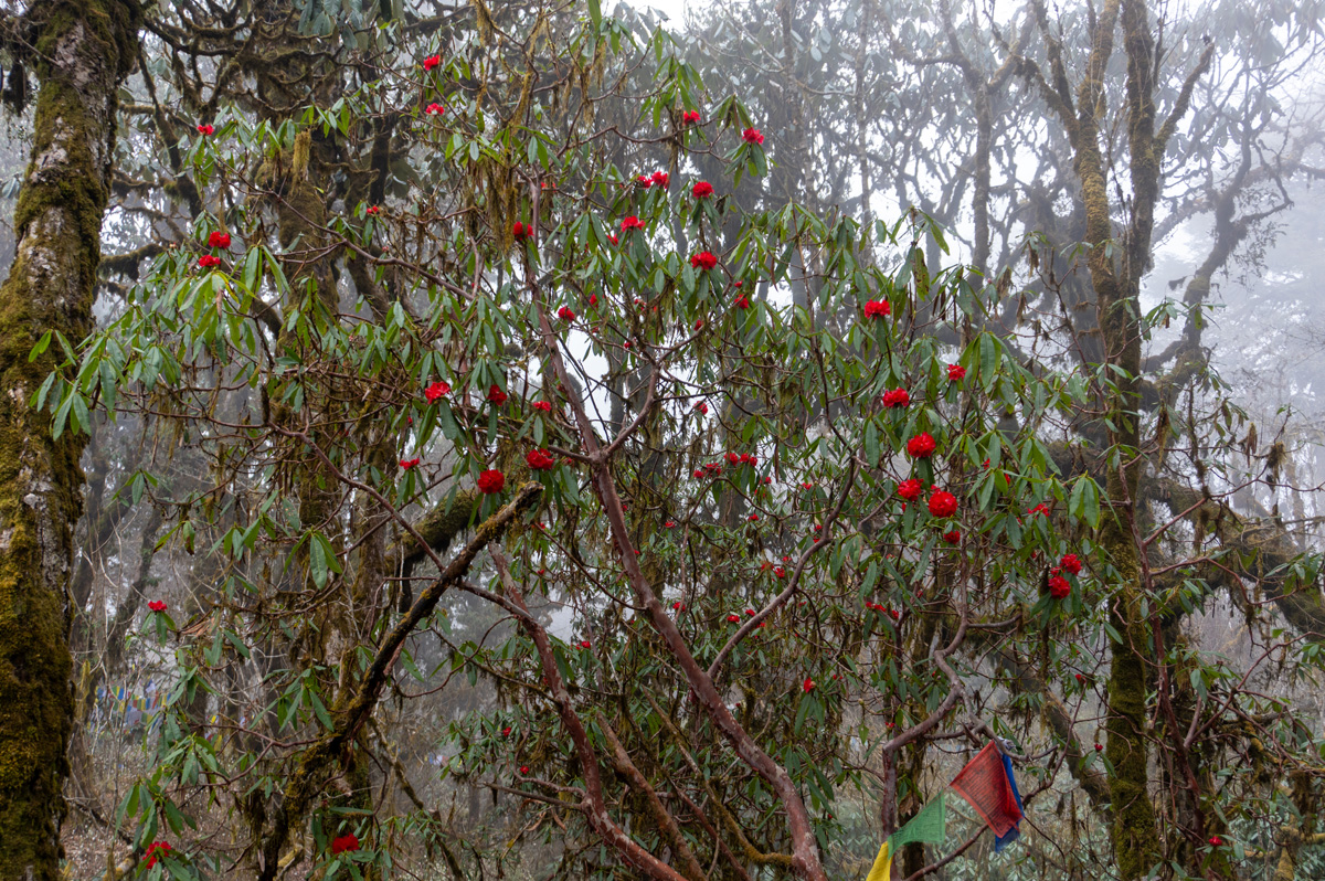 Lungchutse Goemba Hike, Wild Rhododendrons