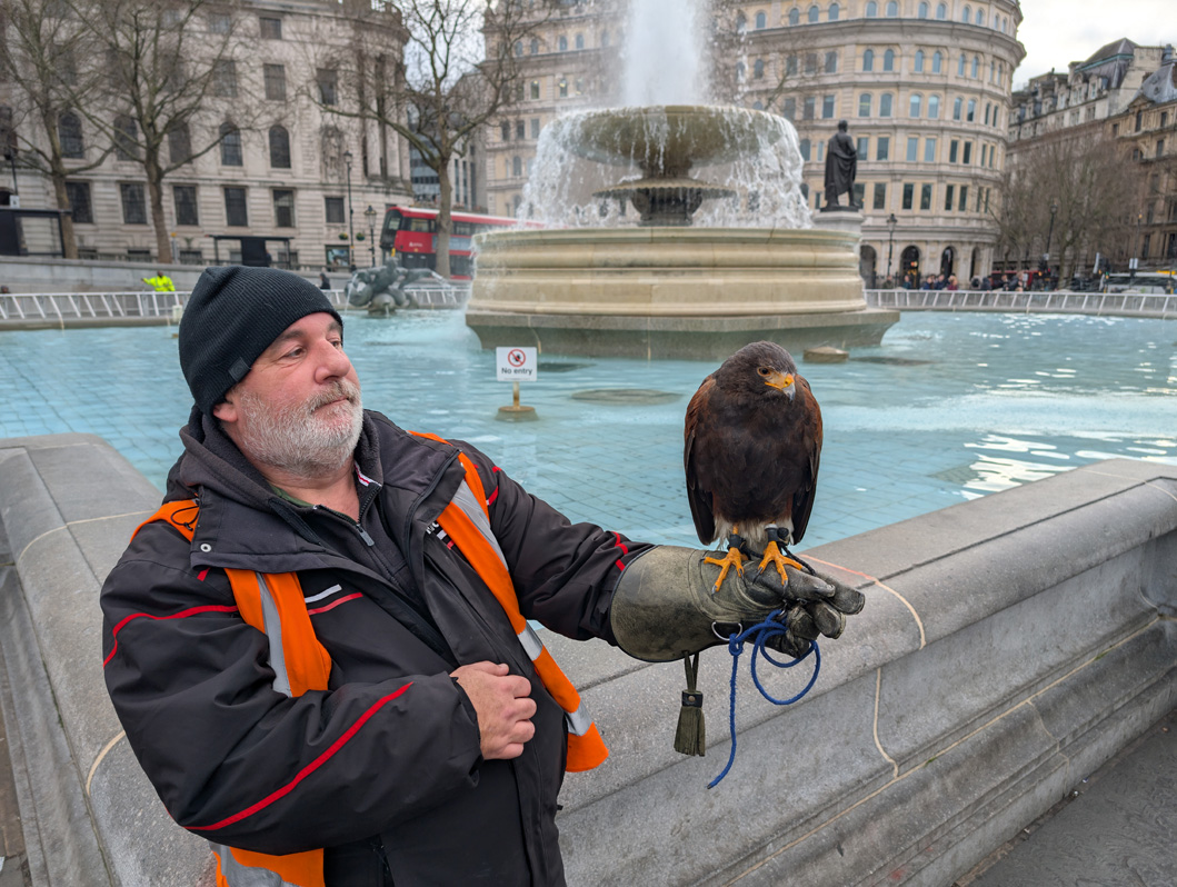 London, Falcon,  Trafalgar Square