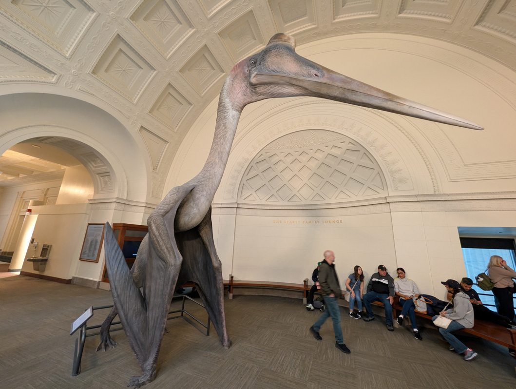 Chicago, Illinois, Full-scale Pterosaur Model