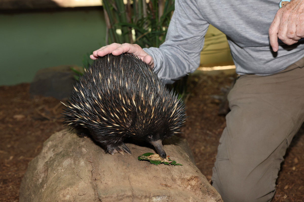 Animal Encounters, Spiky Little Echidna Encounter