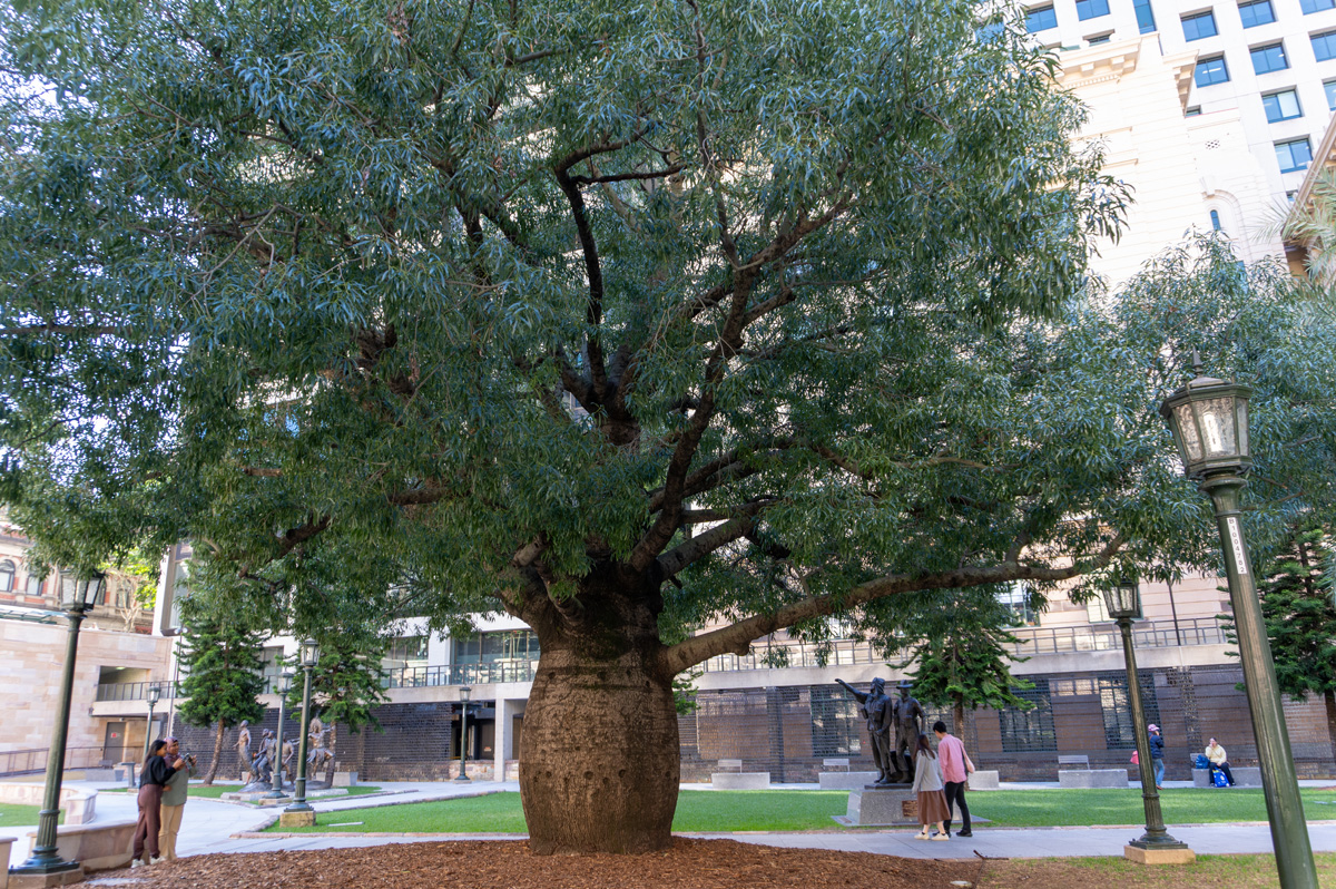 Brisbane, Anzac Square: Bottle Tree Commemorating Boer War Soldiers