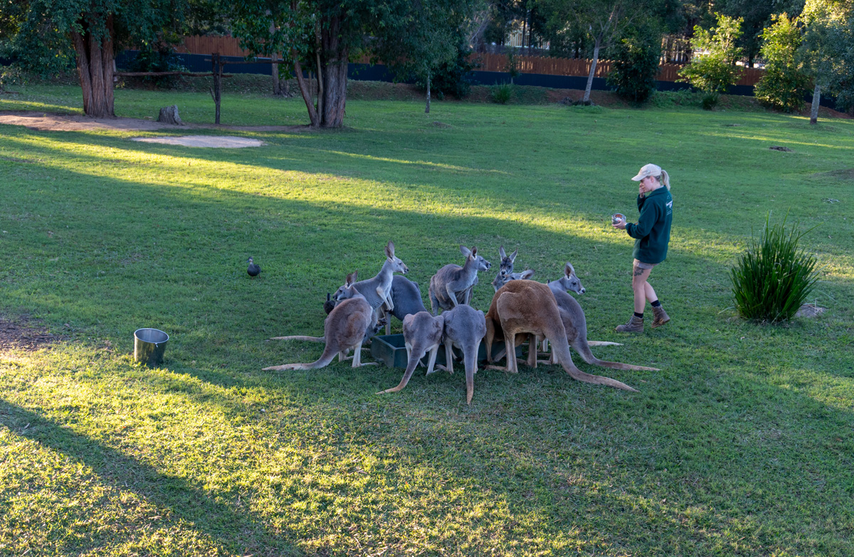 Other Australian Animals, Crocodile Hunter Lodge: Penned residents