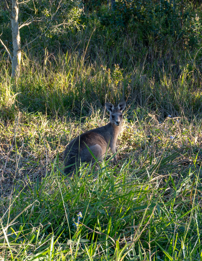 Other Australian Animals, Crocodile Hunter Lodge: Wild kangaroo