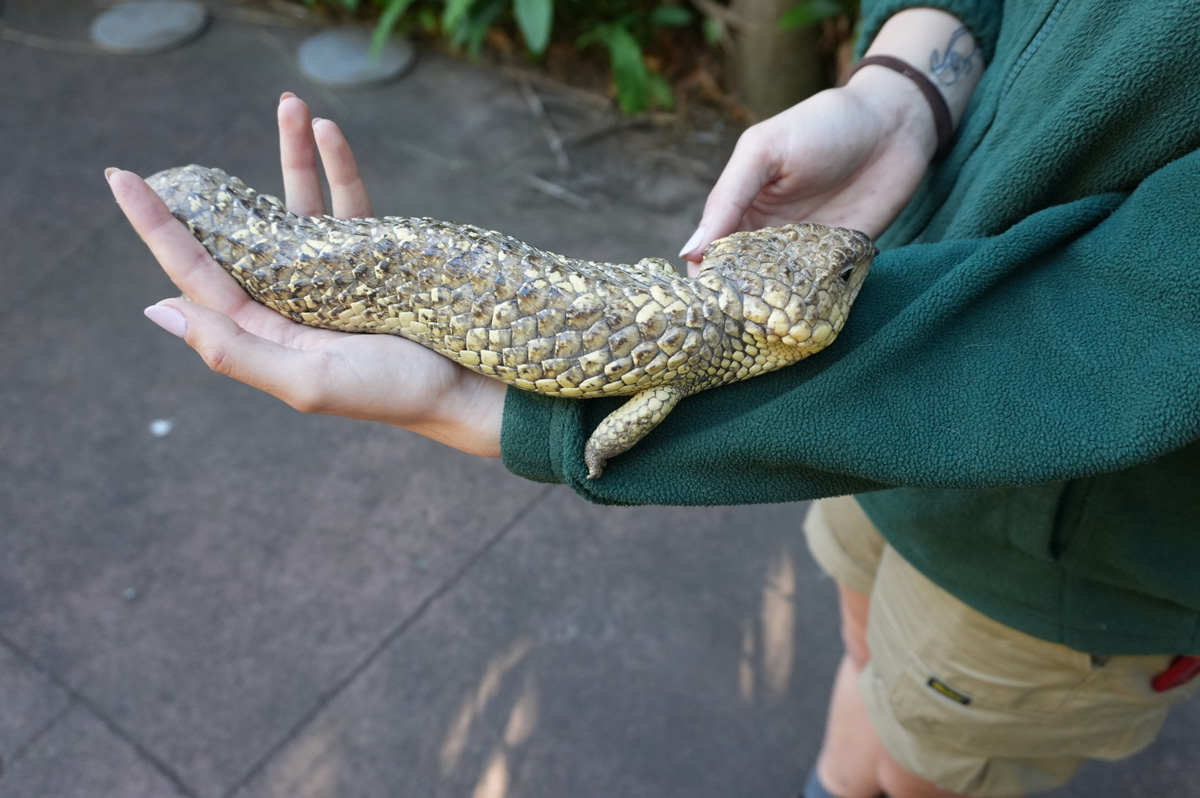 Other Australian Animals, Fine Skink (?)