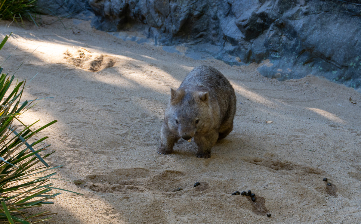 Animal Encounters, Wandering Wombat