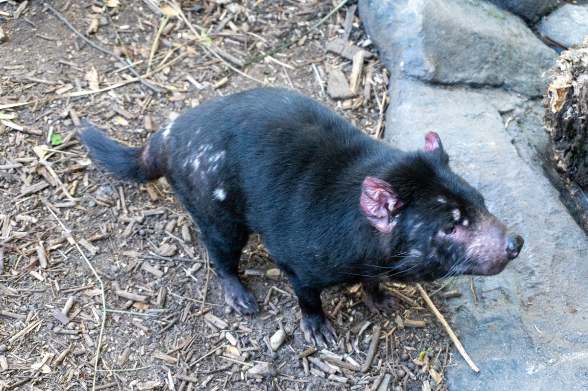 Other Australian Animals, Charming Tasmanian Devil
