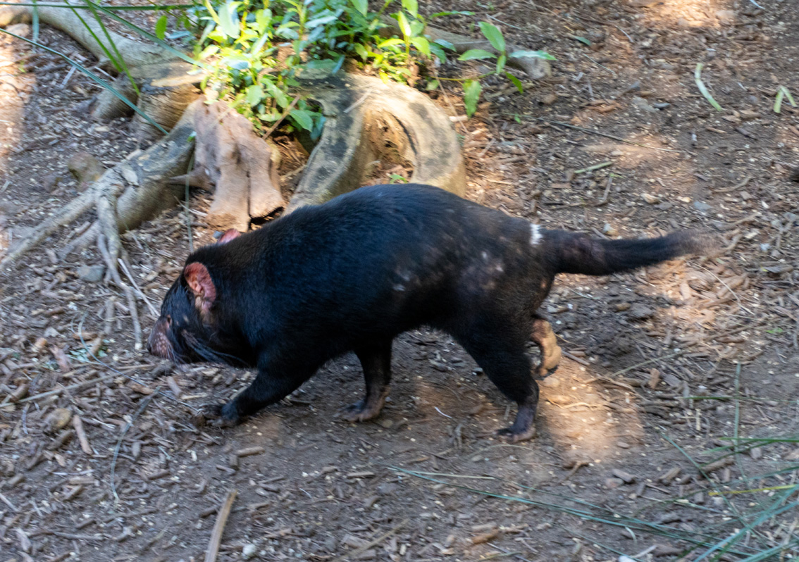 Other Australian Animals, Charming Tasmanian Devil