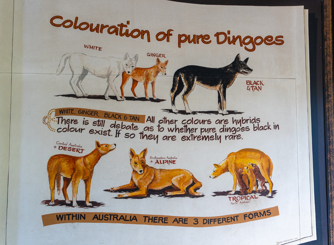 Animal Encounters, And, yes, White is a natural Dingo colour!