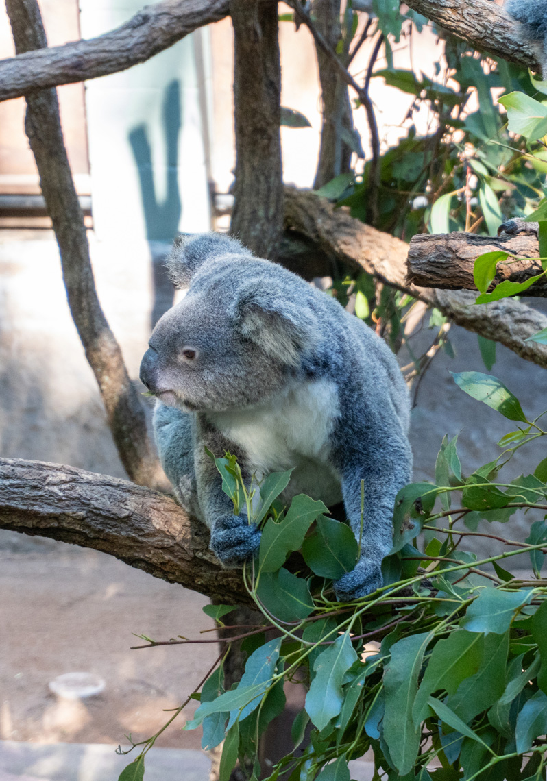 Other Australian Animals, Dopey Koala