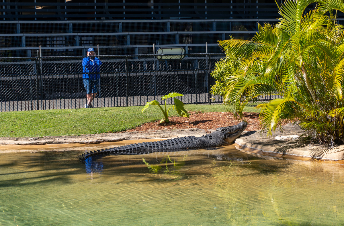 Other Australian Animals, Bosco, a saltwater crocodile "with an explosive personality"