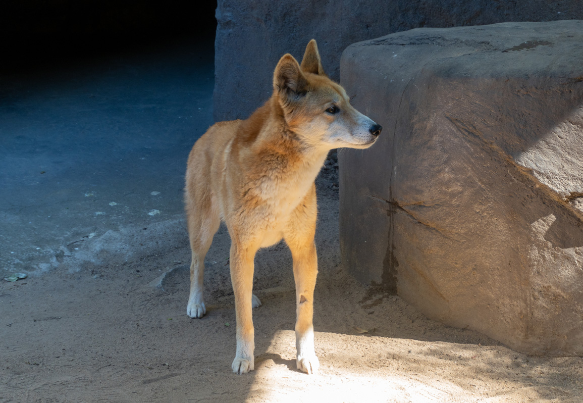 Animal Encounters